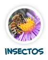para p�gina sobre os insectos