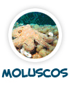 para p�gina sobre os moluscos