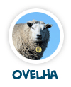 para p�gina sobre a ovelha