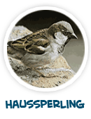 Haussperling
