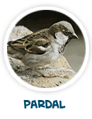 pardal