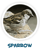 sparrow
