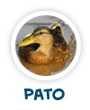 para p�gina sobre os patos