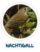 Nachtigall