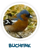 Buchfink