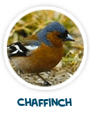 chaffinch