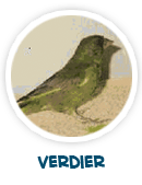 verdier