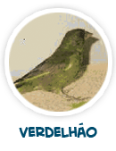 verdelh�o