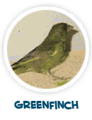greenfinch