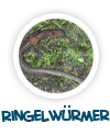 nach Ringelw&uuml;rmer