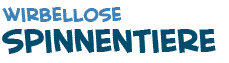 Titel des Textes ueber Spinnentiere