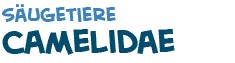 Titel des Texts �ber Camelidae oder Kamele