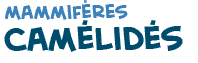 titre du texte sur les cam�lid�s