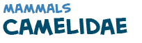 title of the text on camelidae