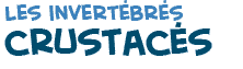 titre du texte sur les crustac�s