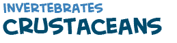 title of the text on crustaceans