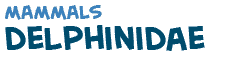 title of the text on delphinidae