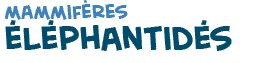 titre du texte sur les éléphantidés