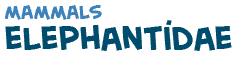 title of the text on elephantidae