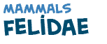 title of the text on felidae