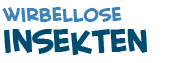 Titel des Textes ueber Insekten