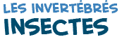 titre du texte sur les insectes