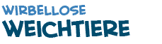 Titel des Textes ueber Weichtiere