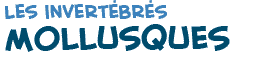 titre du texte sur les mollusques